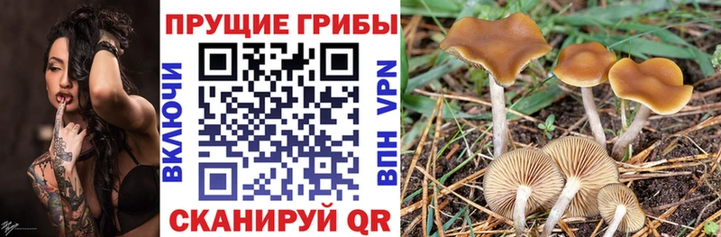 Псилоцибиновые грибы мицелий  Борисоглебск 